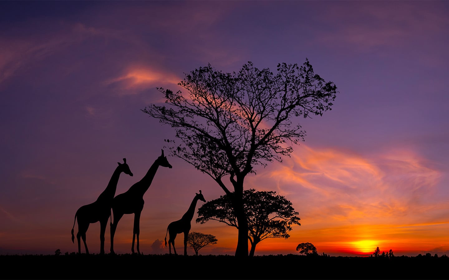 South African sunset with giraffes in the background